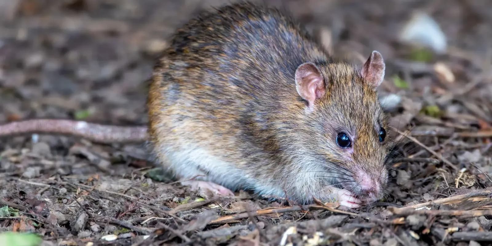 A wild brown rat on bare ground among twigs and leaf litter