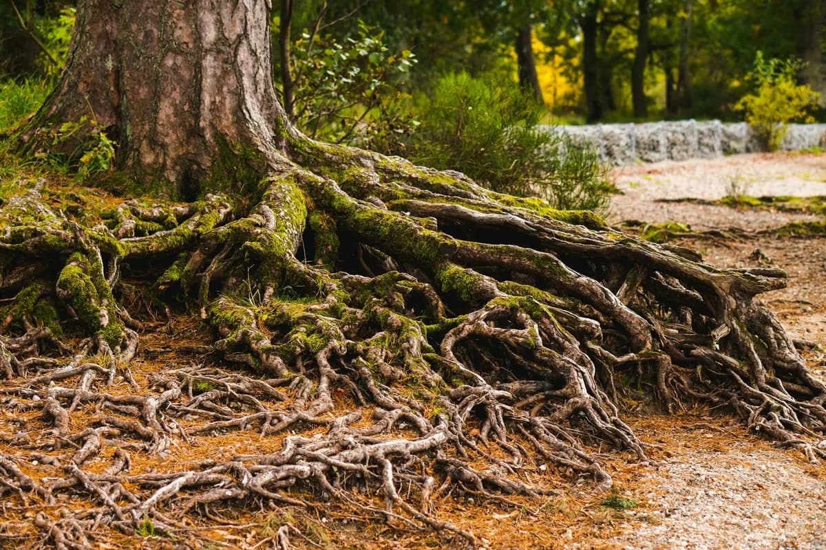 Exposed tree roots spreading across the ground