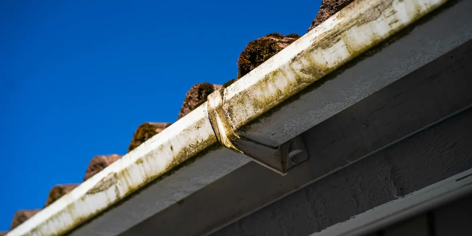 Roof gutter full of leaves before gutter cleaning