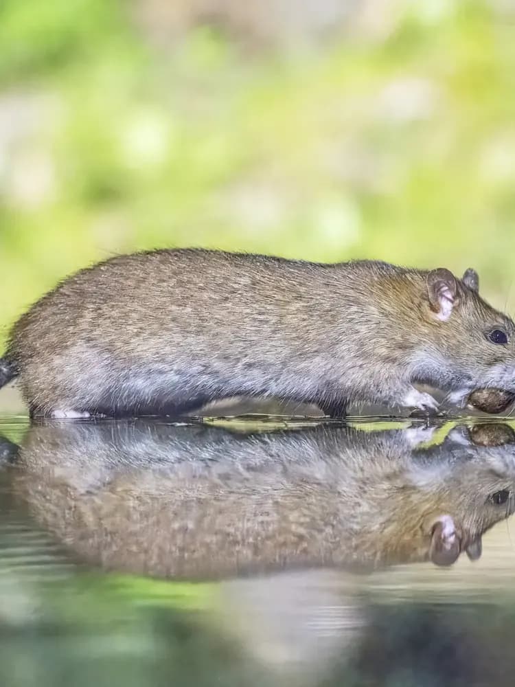 Brown rat near a drainage pipe