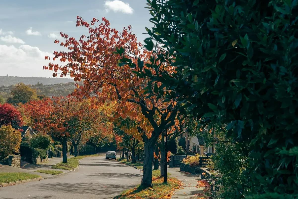 A tree-lined residential road in autumn